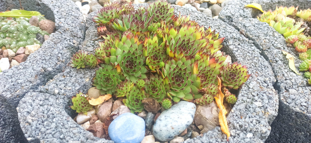 Sempervivum Mix - 9 Pflanzen | Hauswurz Stein-Rosen mit nackten Wurzeln