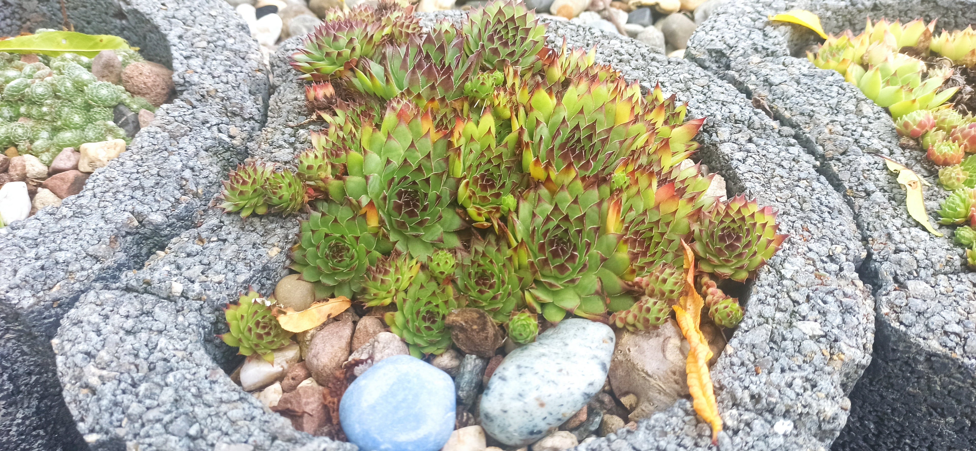 Sempervivum Mix - 9 Pflanzen | Hauswurz Stein-Rosen mit nackten Wurzeln