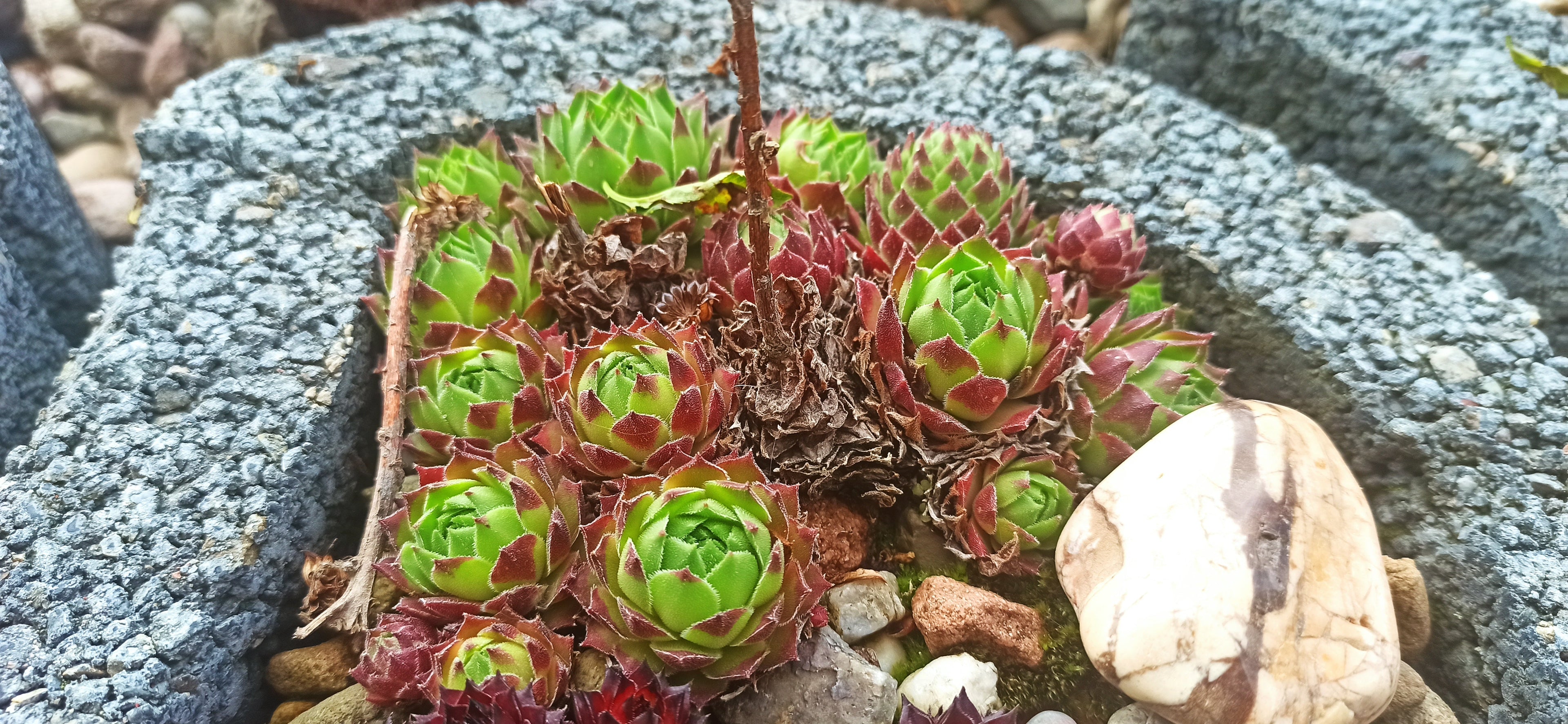 Sempervivum Mix - 9 Pflanzen | Hauswurz Rosetten mit nackten Wurzeln