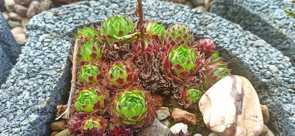 Sempervivum Mix - 9 Pflanzen | Hauswurz Stein-Rosen mit nackten Wurzeln