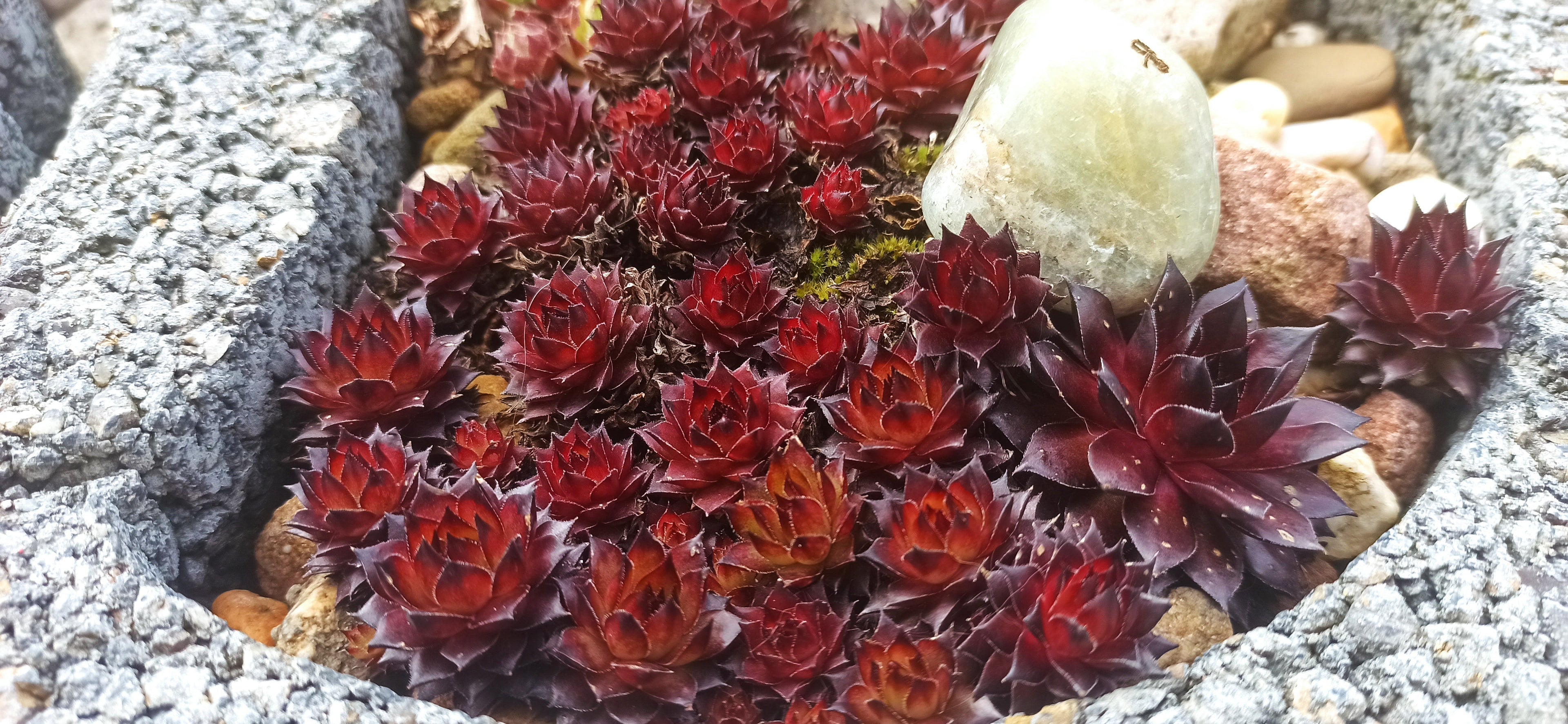 Sempervivum Mix - 9 Pflanzen | Hauswurz Rosetten mit nackten Wurzeln