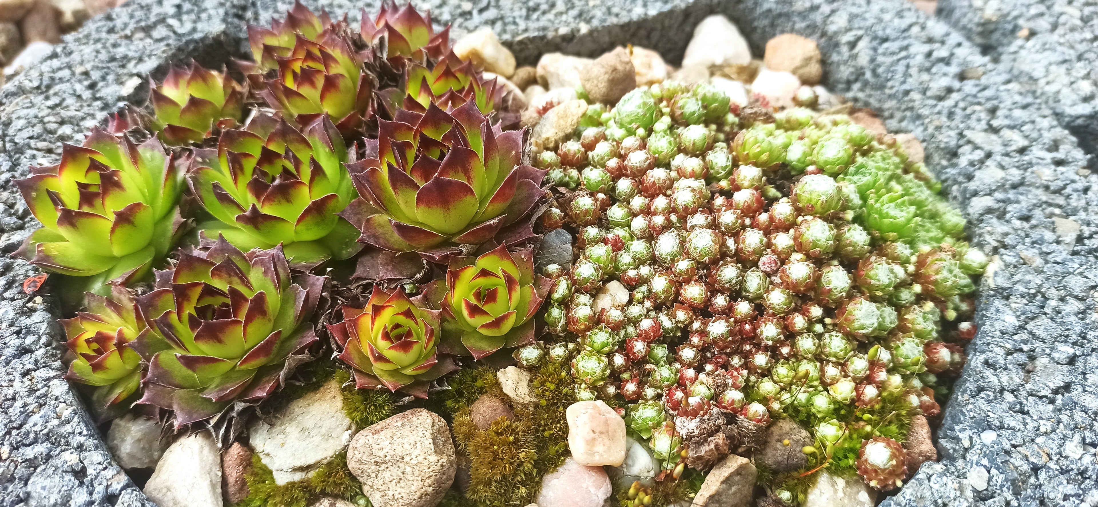 Sempervivum Mix - 9 Pflanzen | Hauswurz Rosetten mit nackten Wurzeln