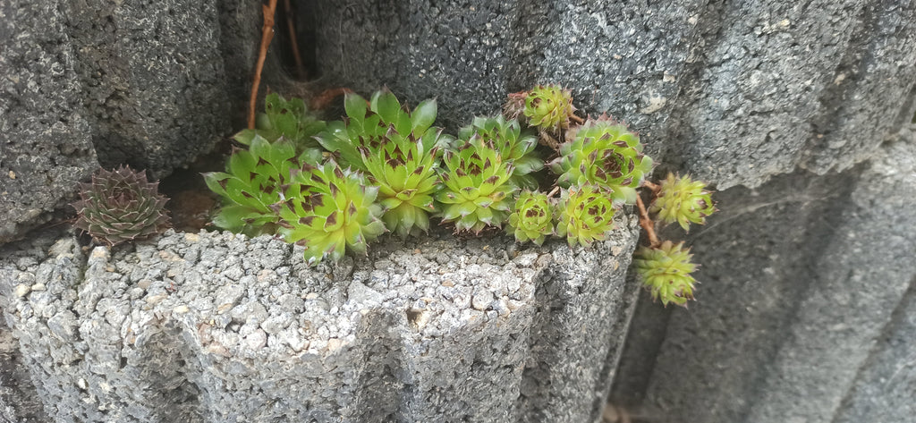 Sempervivum Mix - 9 Pflanzen | Hauswurz Rosetten mit nackten Wurzeln