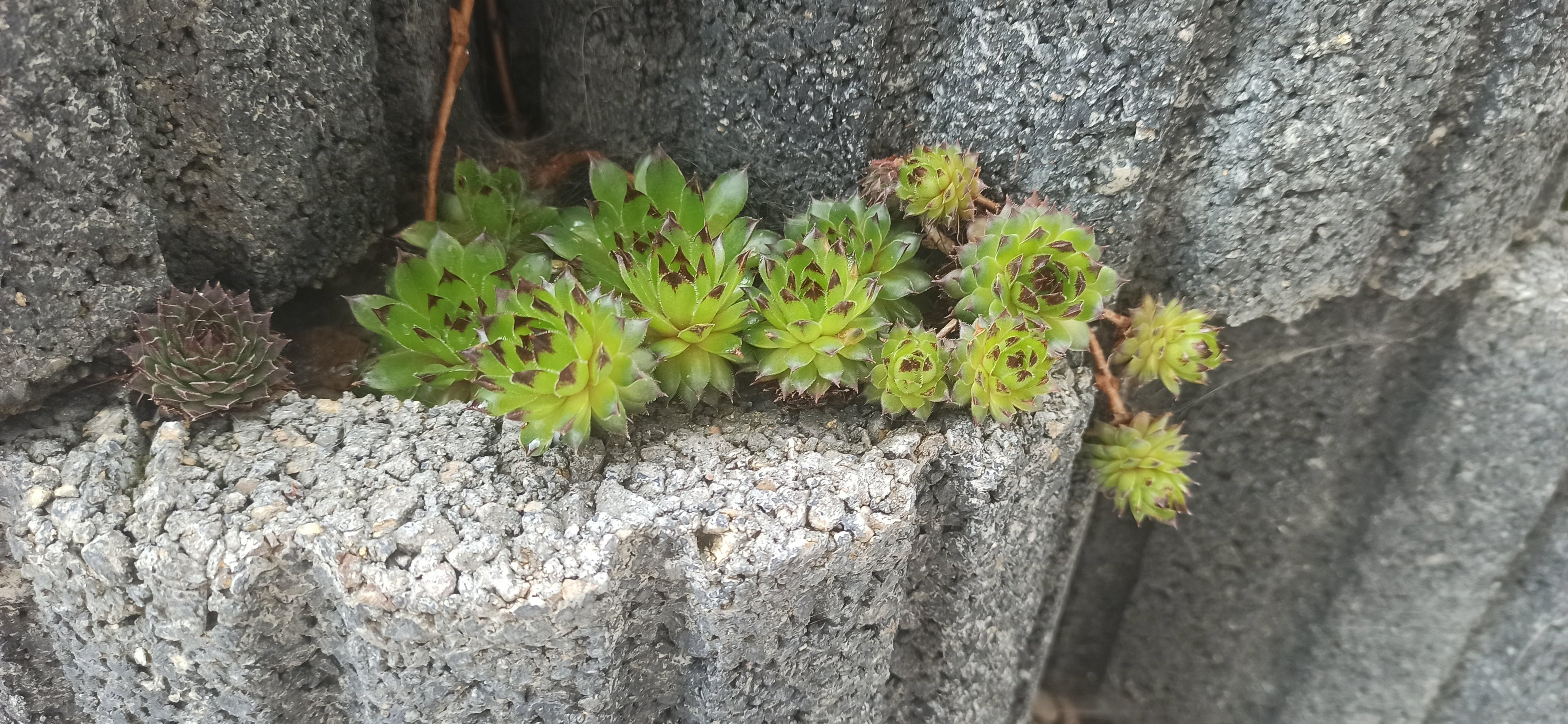 Sempervivum Mix - 9 Pflanzen | Hauswurz Stein-Rosen mit nackten Wurzeln