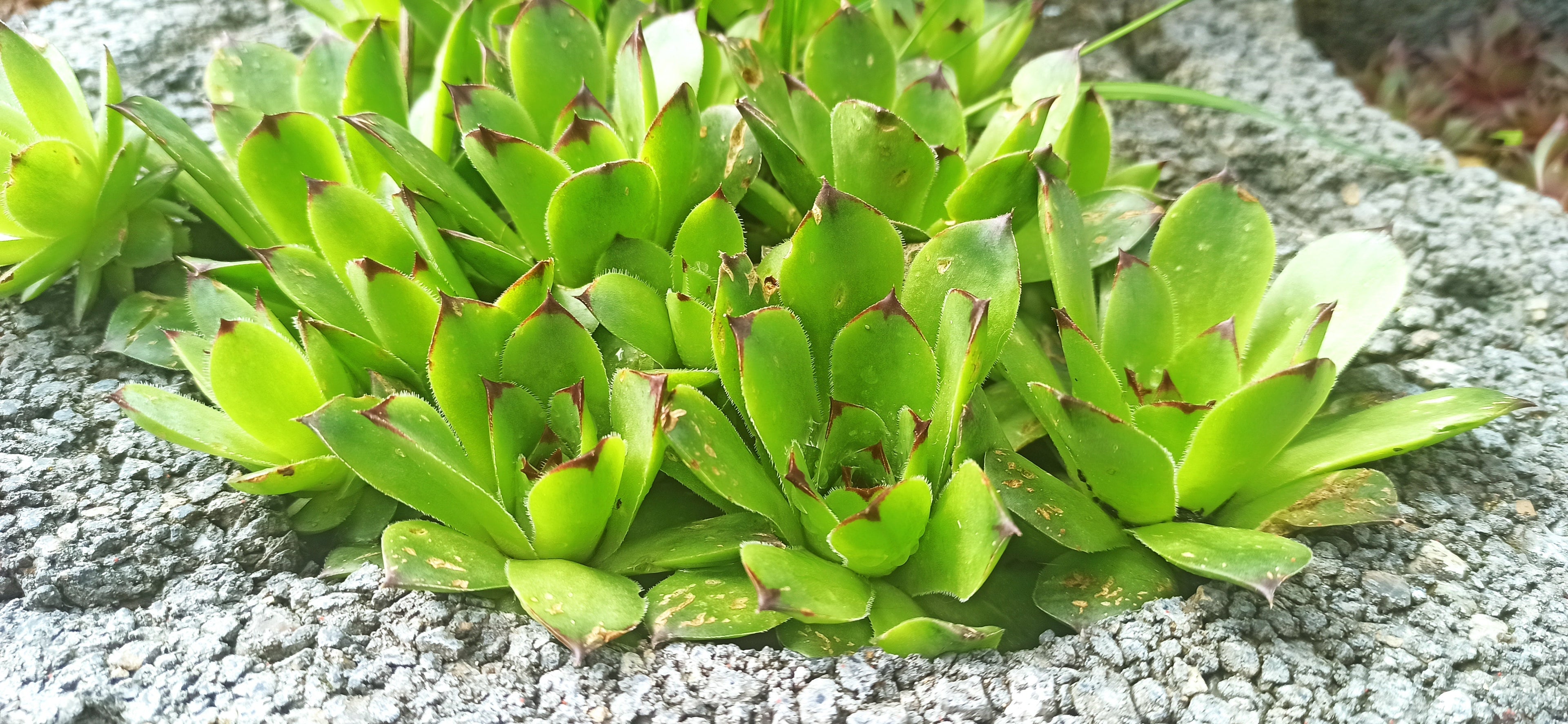 Sempervivum Mix - 9 Pflanzen | Hauswurz Stein-Rosen mit nackten Wurzeln