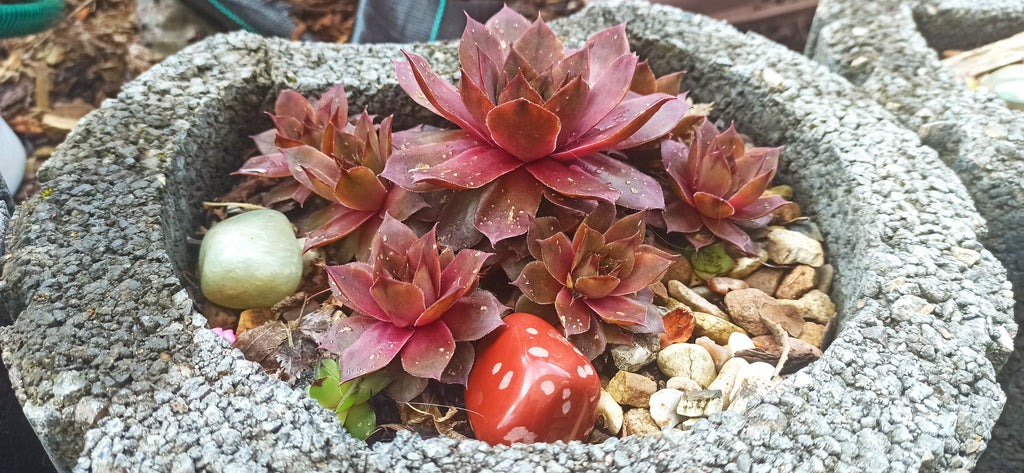 Sempervivum Mix - 9 Pflanzen | Hauswurz Rosetten mit nackten Wurzeln