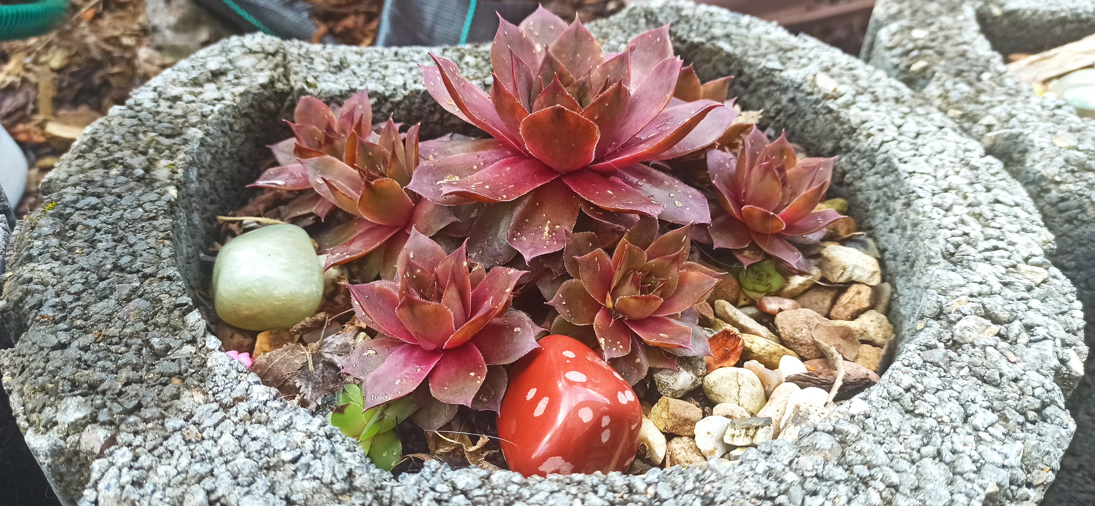 Sempervivum Mix - 9 Pflanzen | Hauswurz Stein-Rosen mit nackten Wurzeln