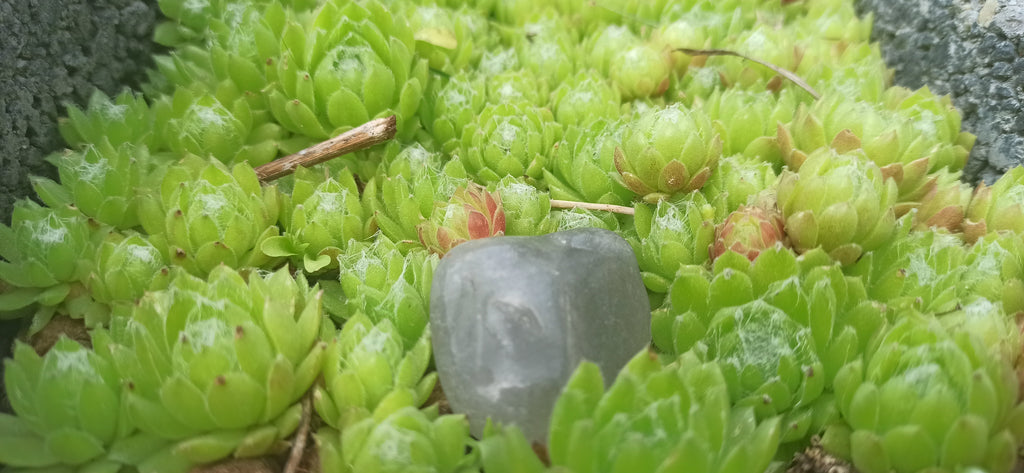 Sempervivum Mix - 9 Pflanzen | Hauswurz Rosetten mit nackten Wurzeln