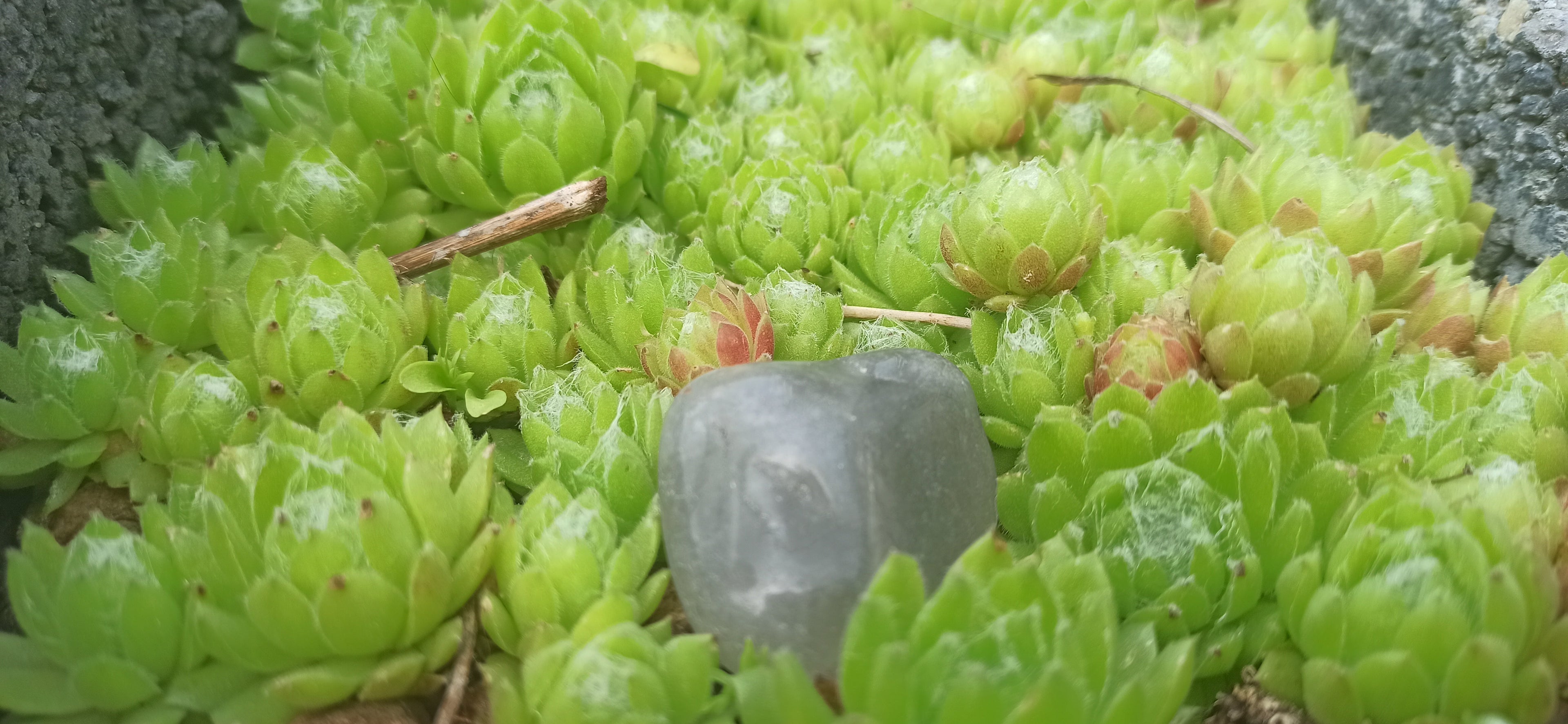 Sempervivum Mix - 9 Pflanzen | Hauswurz Rosetten mit nackten Wurzeln