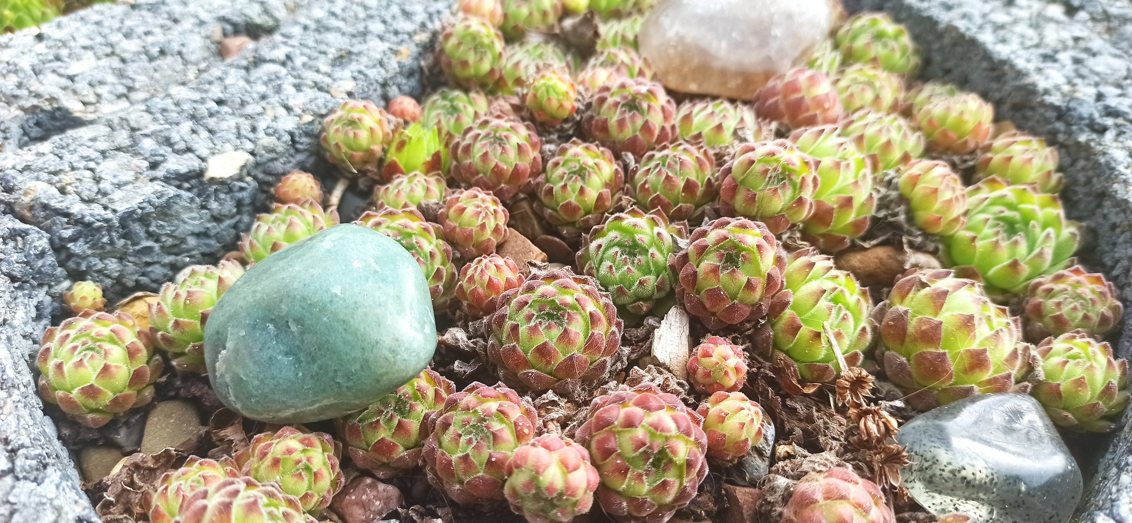 Sempervivum Mix - 9 Pflanzen | Hauswurz Stein-Rosen mit nackten Wurzeln