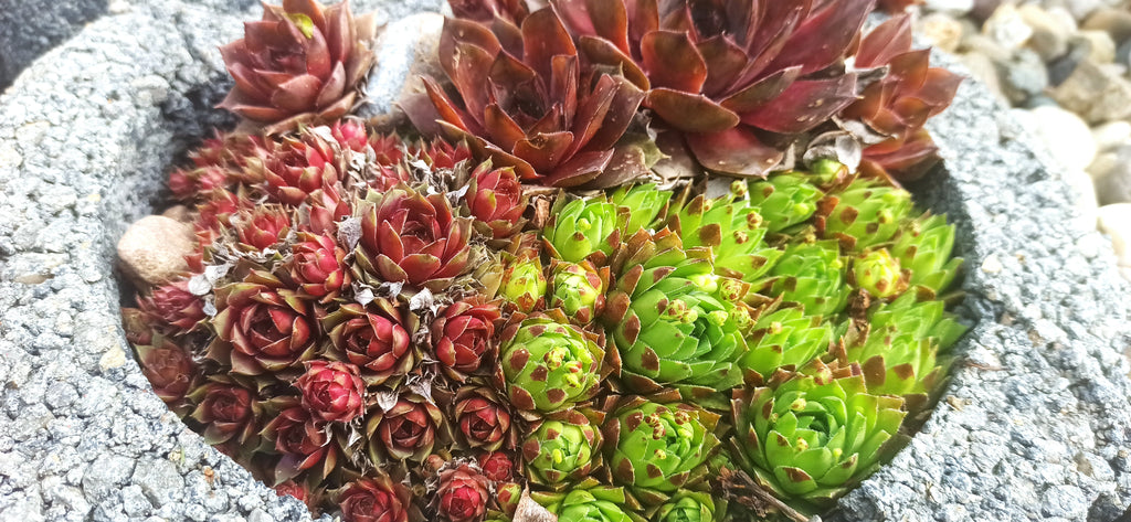 Sempervivum Mix - 9 Pflanzen | Hauswurz Rosetten mit nackten Wurzeln