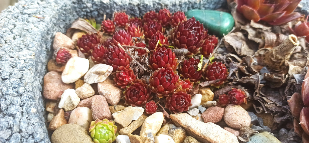 Sempervivum Mix - 9 Pflanzen | Hauswurz Rosetten mit nackten Wurzeln
