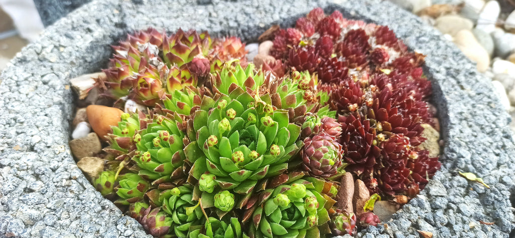 Sempervivum Mix - 9 Pflanzen | Hauswurz Stein-Rosen mit nackten Wurzeln