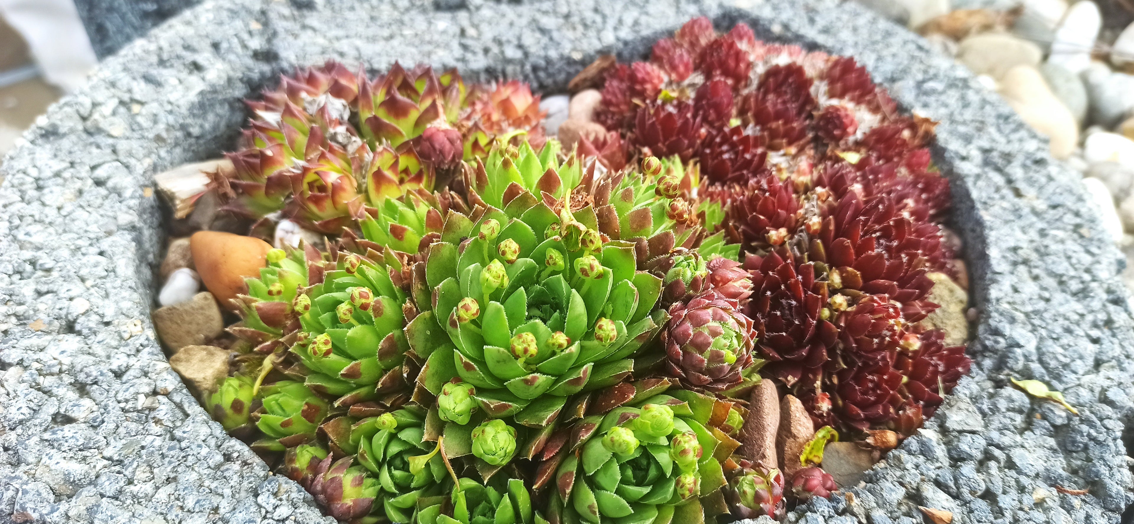 Sempervivum Mix - 9 Pflanzen | Hauswurz Stein-Rosen mit nackten Wurzeln