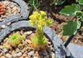 Sempervivum Mix - 9 Pflanzen | Hauswurz Rosetten mit nackten Wurzeln