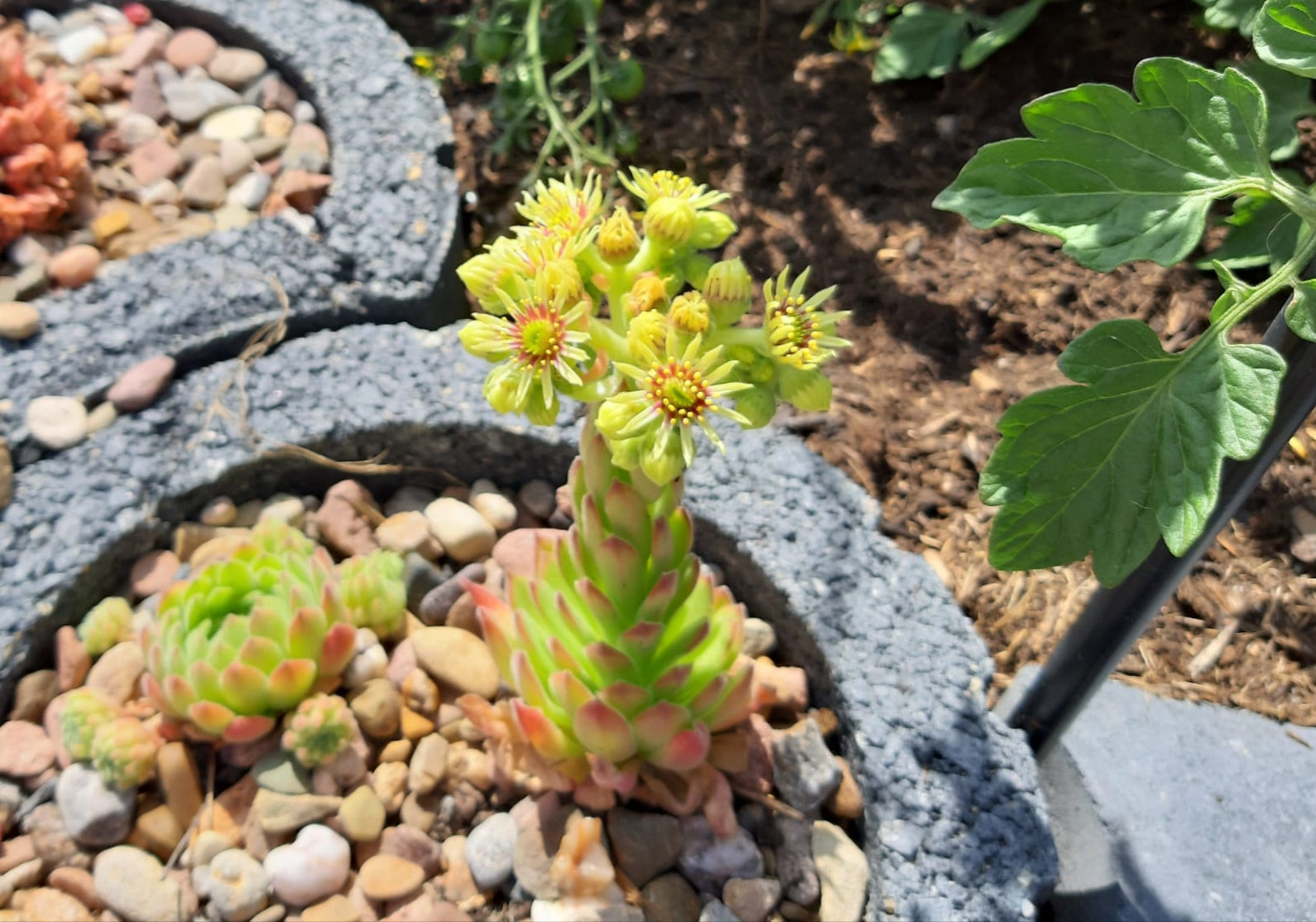 Sempervivum Mix - 9 Pflanzen | Hauswurz Stein-Rosen mit nackten Wurzeln
